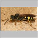 Gorytes laticinctus - Grabwespe 07 12mm.jpg